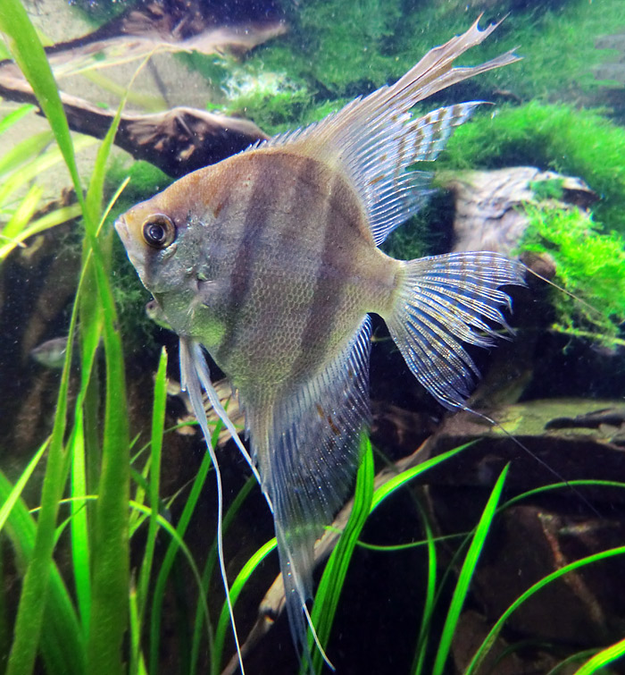 Segelflosser im Wuppertaler Zoo im Februar 2013