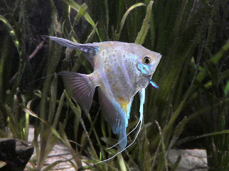 Segelflosser am 1. April 2018 im Terrarium im Grünen Zoo Wuppertal