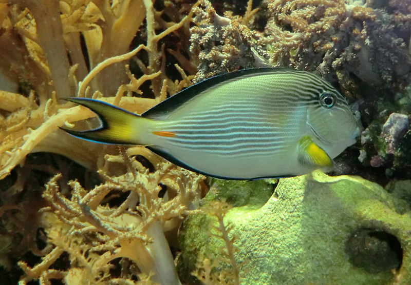 Arabischer Doktorfisch im Zoo Wuppertal am 29. Januar 2012