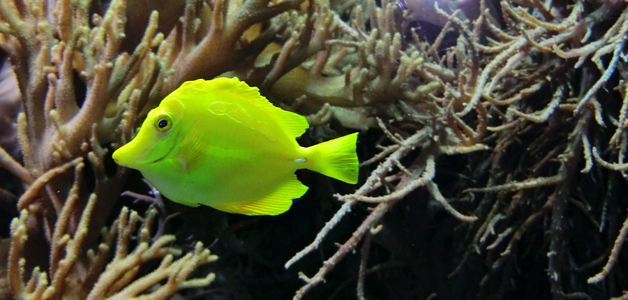 Gelber Segelseebader im Wuppertaler Zoo im Februar 2012