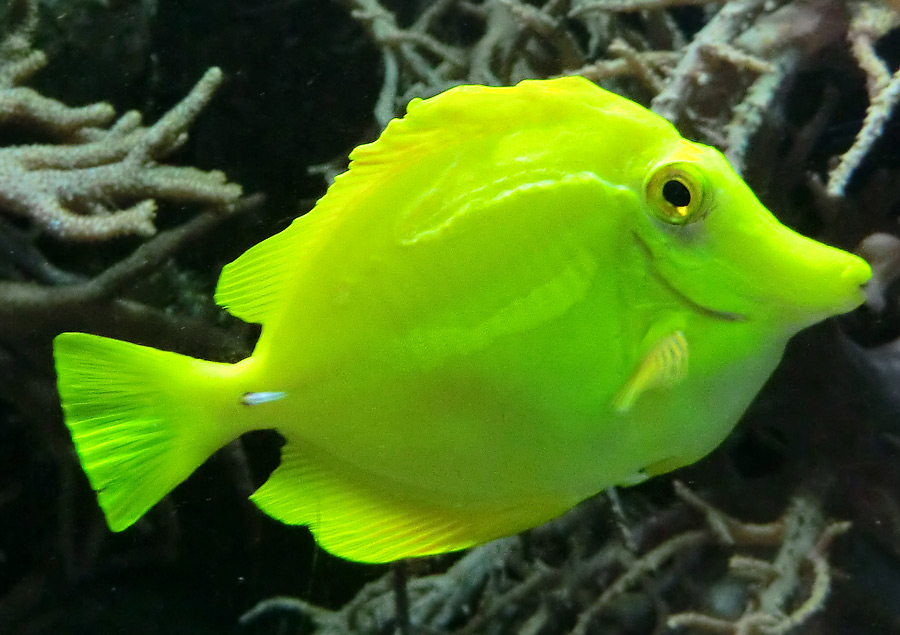 Gelber Segelseebader im Wuppertaler Zoo im Februar 2012