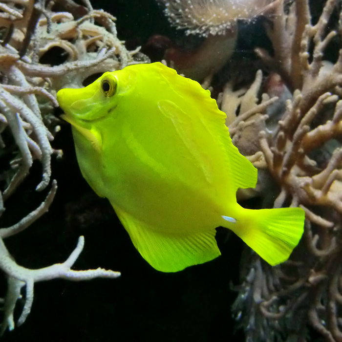 Gelber Segelseebader im Wuppertaler Zoo im Dezember 2012