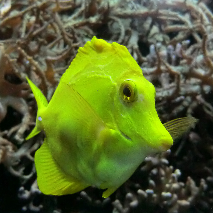 Gelber Segelseebader im Wuppertaler Zoo im November 2013