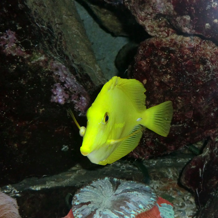 Gelber Segelseebader im Wuppertaler Zoo im August 2014