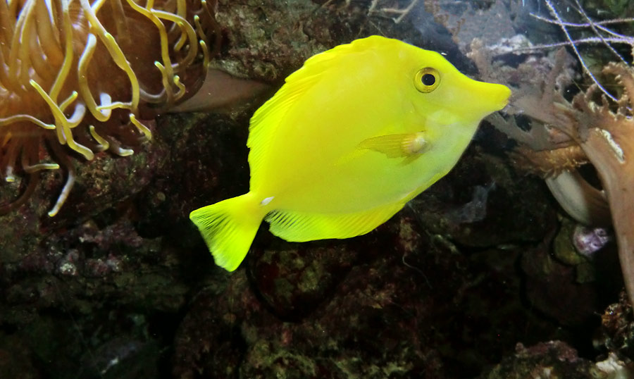 Gelber Segelseebader im Zoo Wuppertal im August 2014