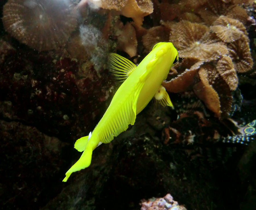 Gelber Segelseebader im Zoologischen Garten Wuppertal im August 2014