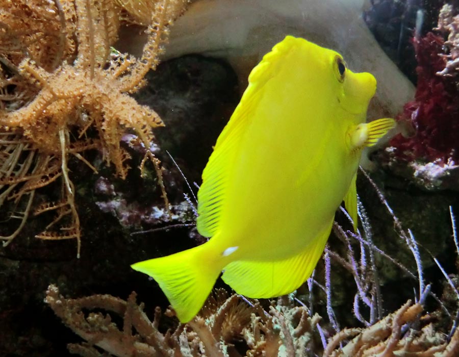 Gelber Segelseebader im Wuppertaler Zoo im August 2014