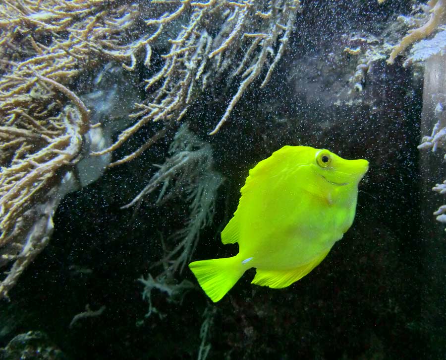 Gelber Segelseebader im Zoo Wuppertal im August 2014