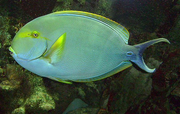 Gelbflossen-Doktorfisch im Wuppertaler Zoo im November 2008