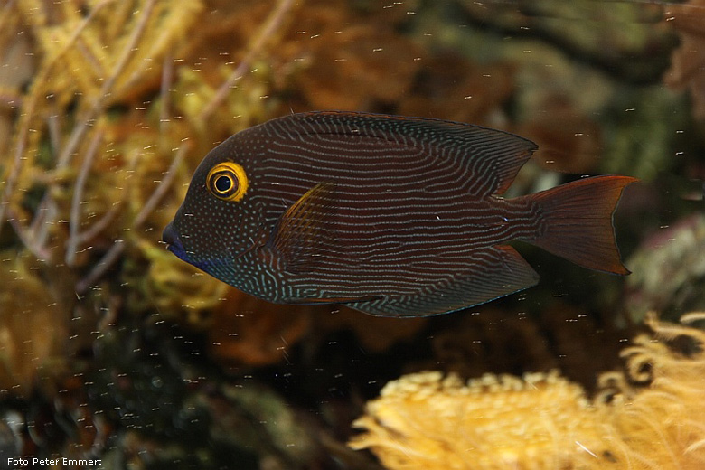 GGoldring-Borstenzahn-Doktorfisch im Zoologischen Garten Wuppertal im November 2008 (Foto Peter Emmert)