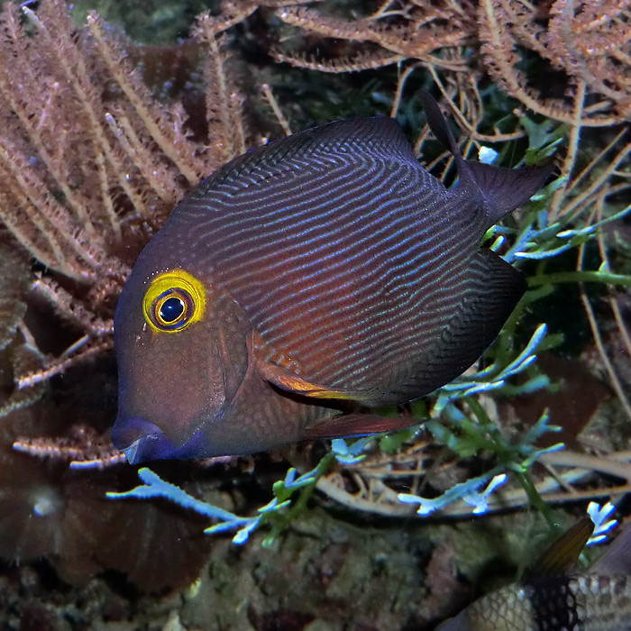 Goldring-Borstenzahn-Doktorfisch im Wuppertaler Zoo im November 2012