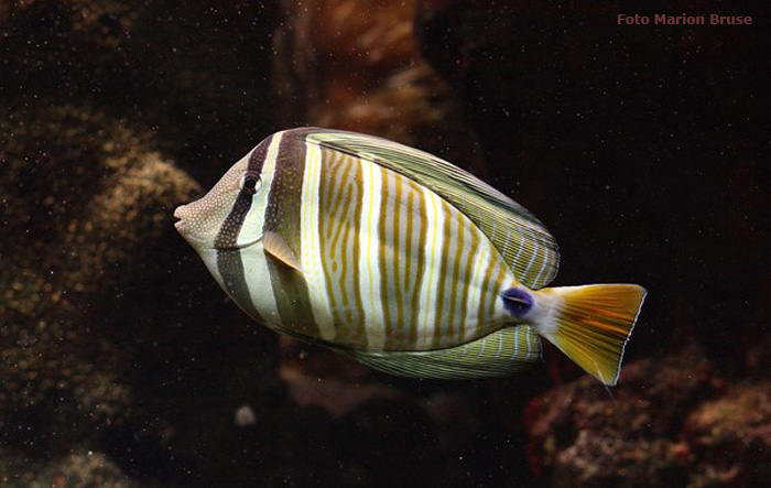 Segelseebader im Wuppertaler Zoo im Dezember 2008 (Foto Marion Bruse)