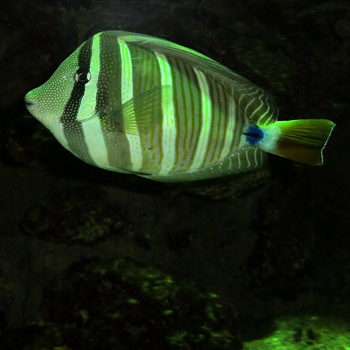 Segelseebader im Wuppertaler Zoo im August 2014