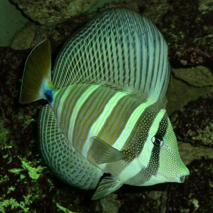 Segelseebader im Wuppertaler Zoo im August 2014