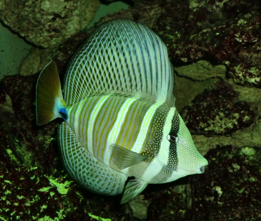 Segelseebader im Zoo Wuppertal im August 2014