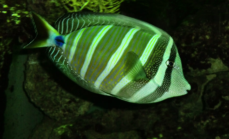 Segelseebader im Zoologischen Garten Wuppertal im August 2014