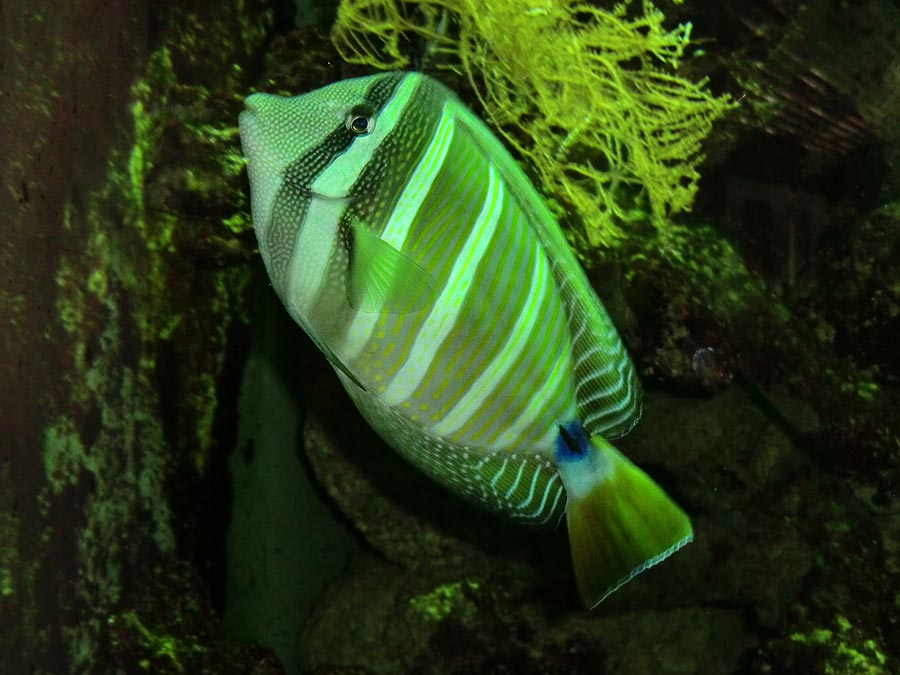 Segelseebader im Zoo Wuppertal im August 2014