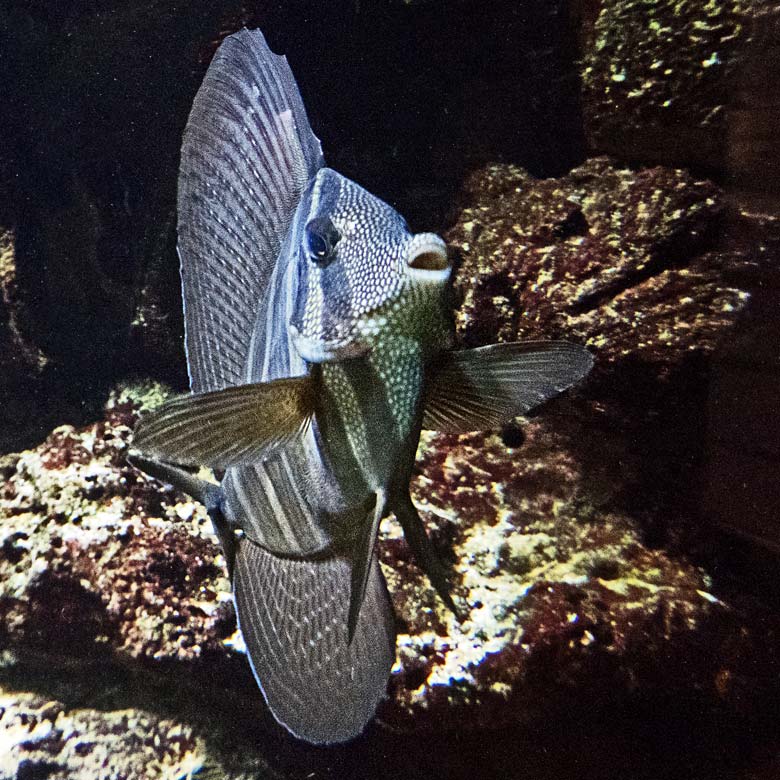 Segelseebader am 31. Dezember 2017 im Aquarium im Grünen Zoo Wuppertal