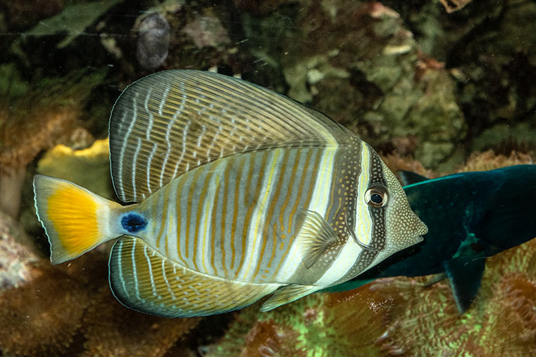 Segelseebader am 14. Januar 2022 im Aquarium im Grünen Zoo Wuppertal