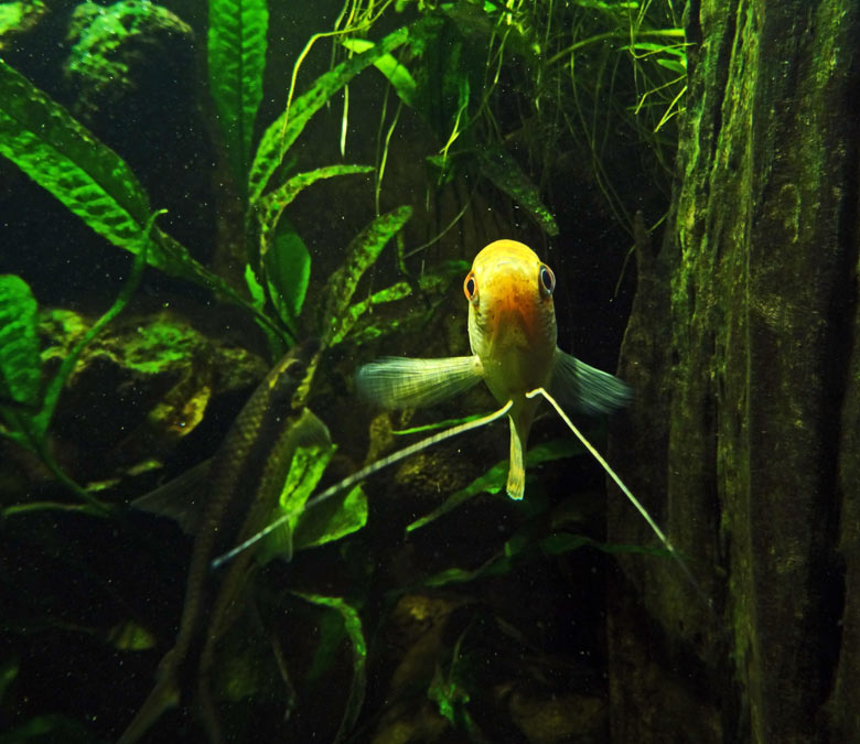 Mosaikfadenfisch am 16. Mai 2017 im Aquarium im Grünen Zoo Wuppertal