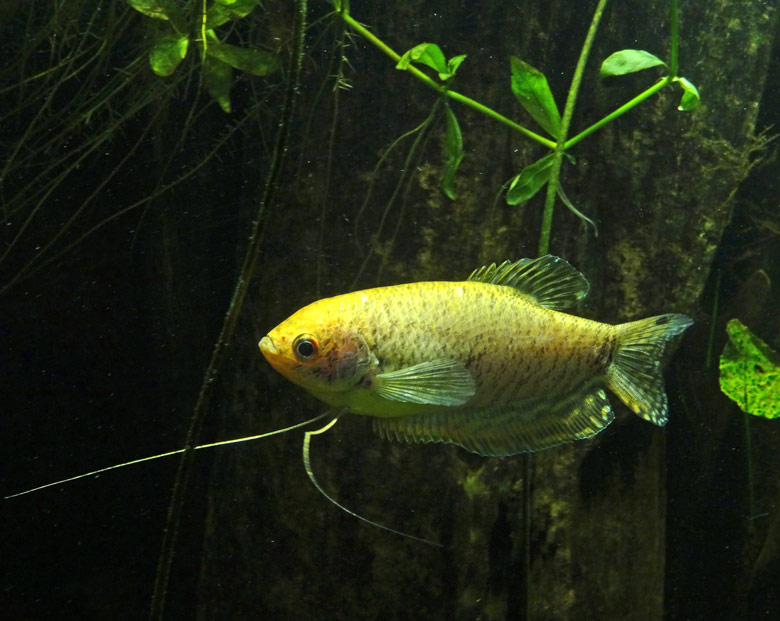 Mosaikfadenfisch am 16. Mai 2017 im Aquarium im Wuppertaler Zoo