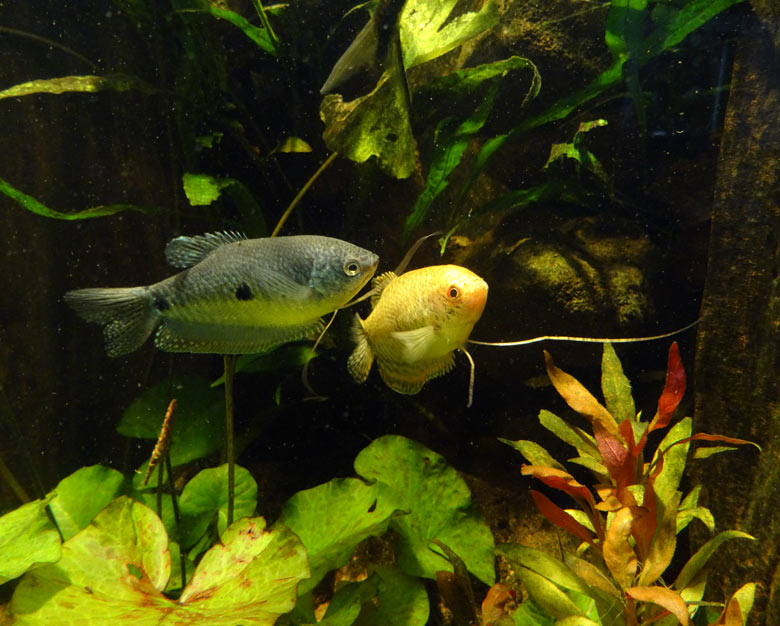 Mosaikfadenfische am 16. Mai 2017 im Aquarium im Zoologischen Garten der Stadt Wuppertal