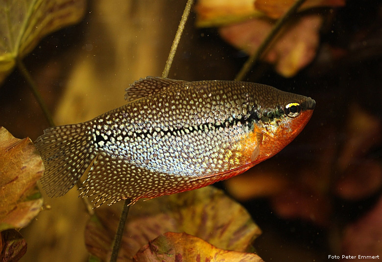 Mosaikfadenfisch im Wuppertaler Zoo im Februar 2009 (Foto Peter Emmert)