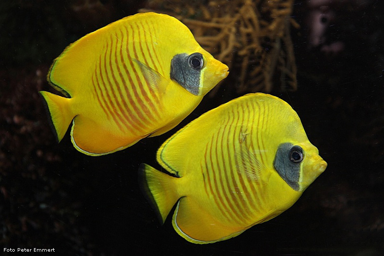 Gelbe Rotmeer-Schmetterlingsfische im Wuppertaler Zoo im November 2008 (Foto Peter Emmert)