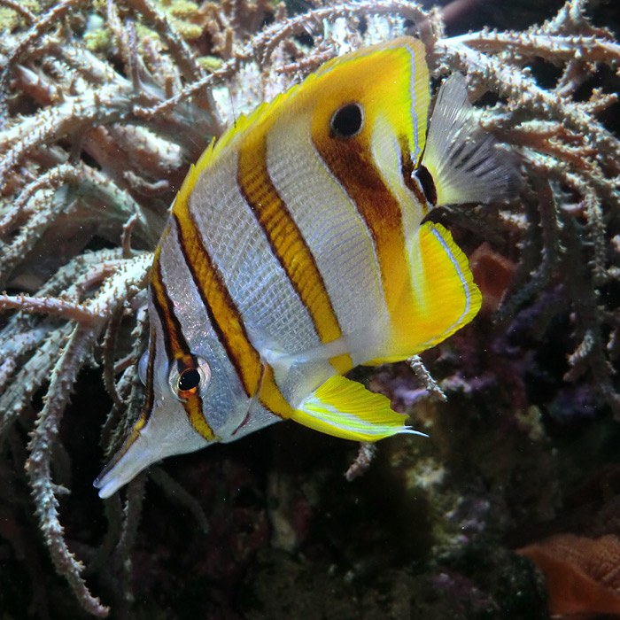 Pinzettfisch im Wuppertaler Zoo am 16. Februar 2012