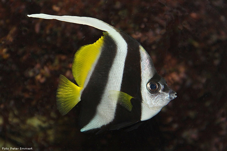 Wimpelfisch im Wuppertaler Zoo im November 2008 (Foto Peter Emmert)