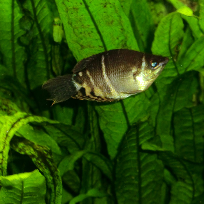 Schokoladengurami im Wuppertaler Zoo am 22. August 2014