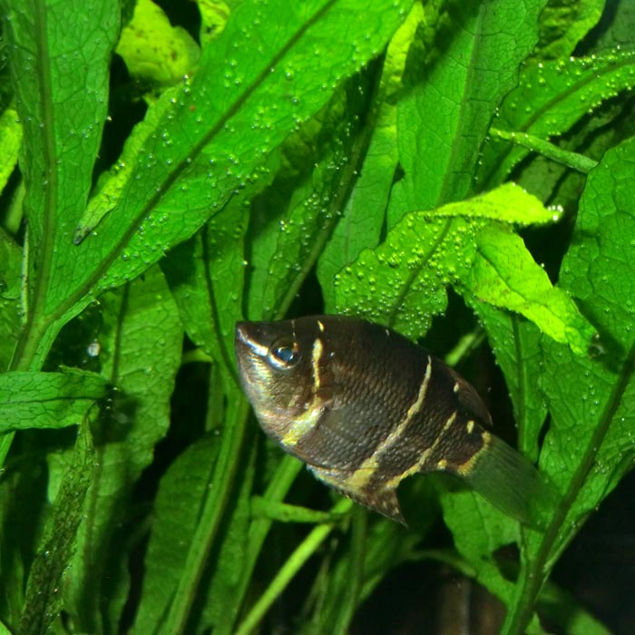 Schokoladengurami im Wuppertaler Zoo am 1. September 2014