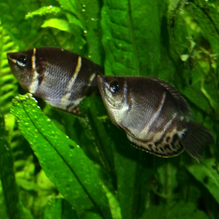 Schokoladenguramis im Wuppertaler Zoo am 1. September 2014