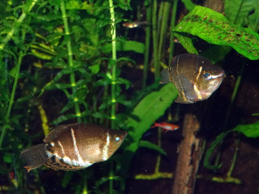 Schokoladenguramis im Wuppertaler Zoo im Februar 2015