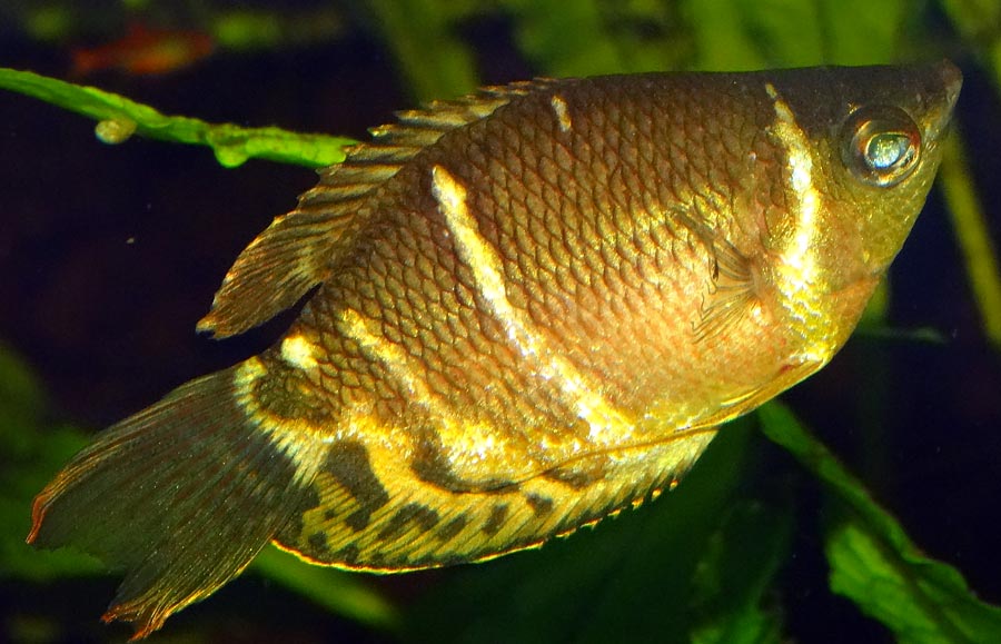 Schokoladengurami im Grünen Zoo Wuppertal im Oktober 2015