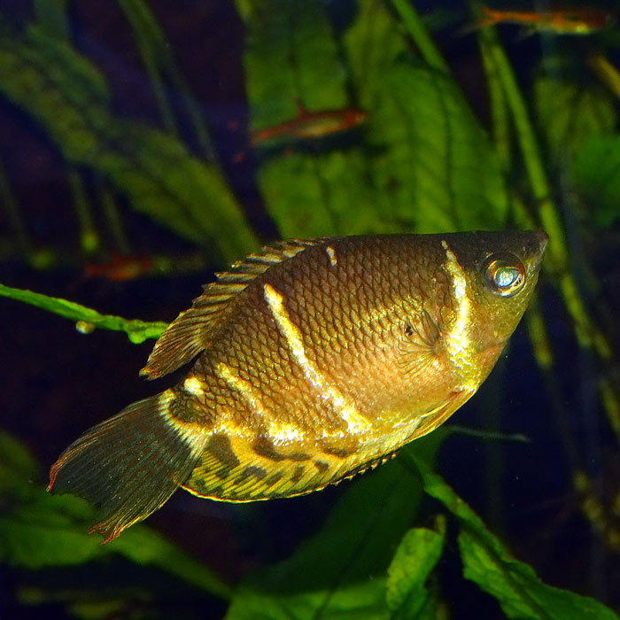 Schokoladengurami im Wuppertaler Zoo am 18. Oktober 2015