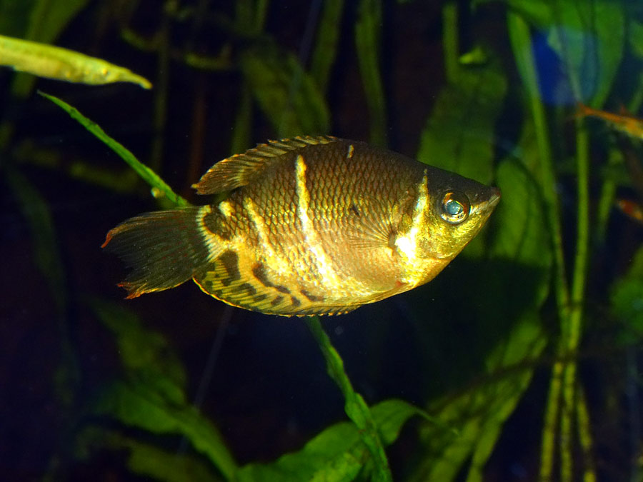 Schokoladengurami im Zoo Wuppertal im Oktober 2015