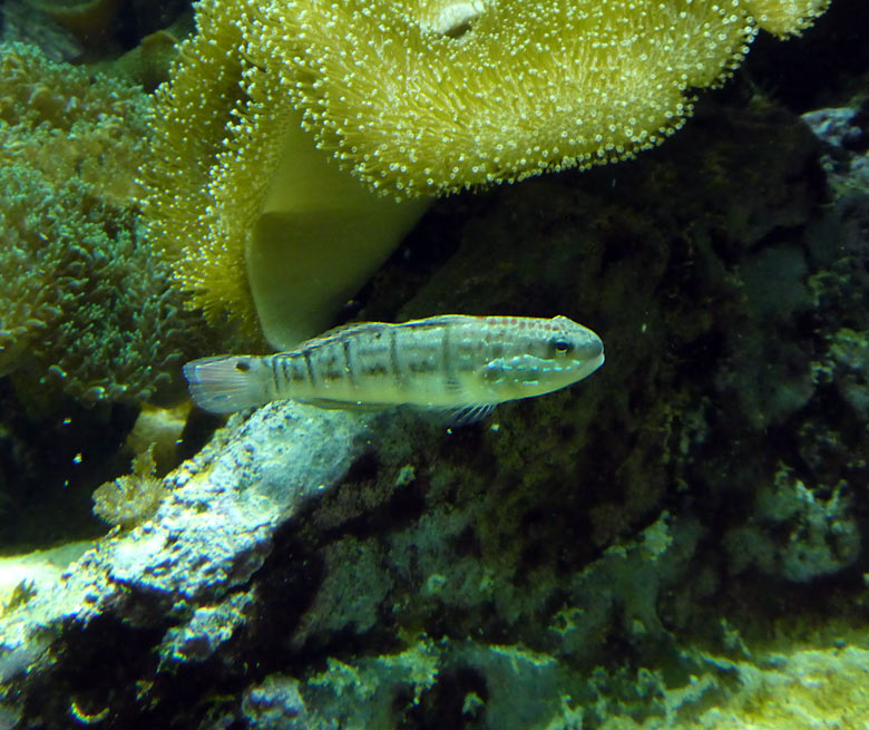 Baggergrundel am 17. Februar 2018 im Aquarium im Zoologischen Garten Wuppertal