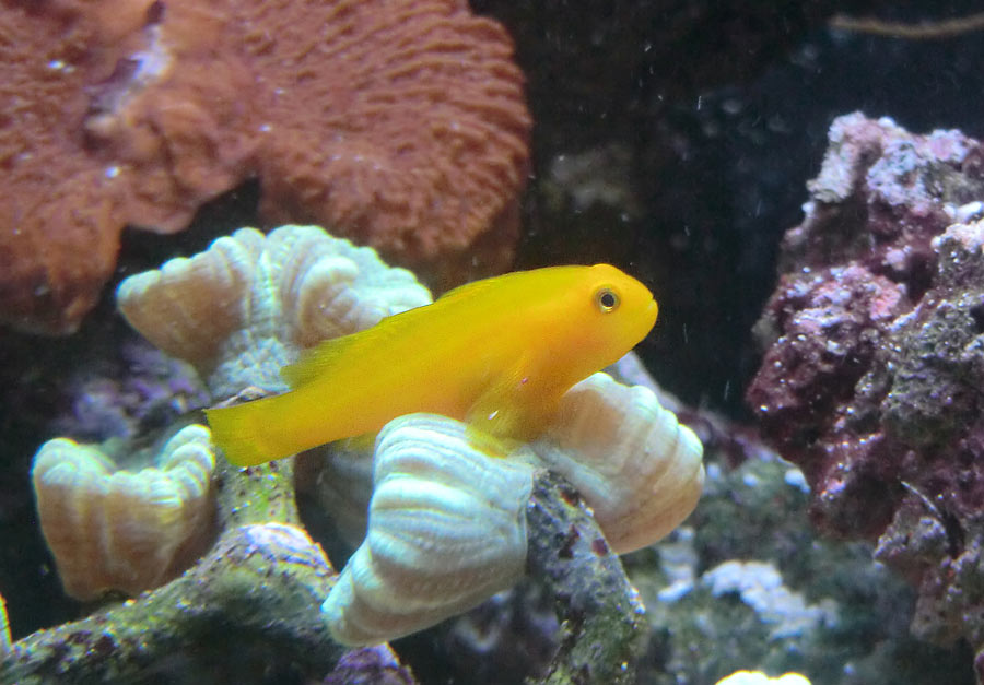 Gelbe Korallengrundel im Zoo Wuppertal im August 2014