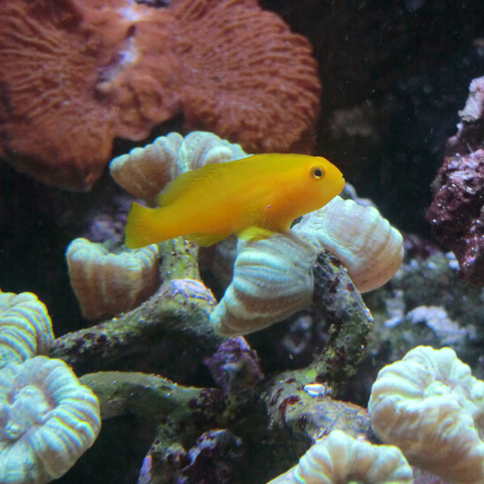 Gelbe Korallengrundel im Wuppertaler Zoo im August 2014