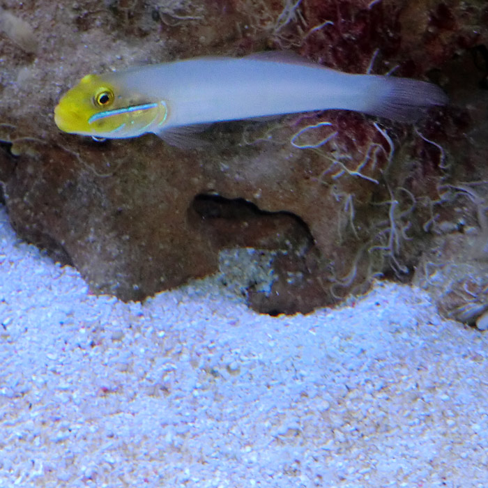 Goldstirn-Sandgrundel im Wuppertaler Zoo im Juni 2014