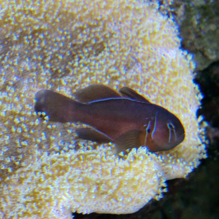 Zitronen-Korallengrundel im Wuppertaler Zoo im Januar 2013