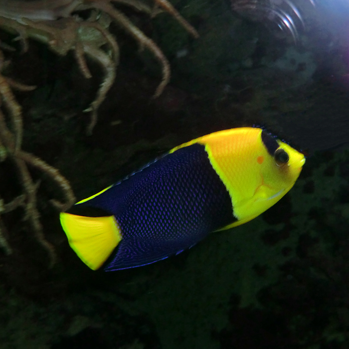 Blaugelber Zwergkaiserfisch im Wuppertaler Zoo im Februar 2012