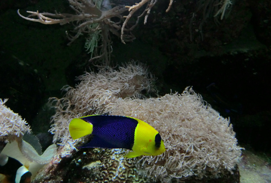 Blaugelber Zwergkaiserfisch im Zoologischen Garten Wuppertal im Dezember 2012