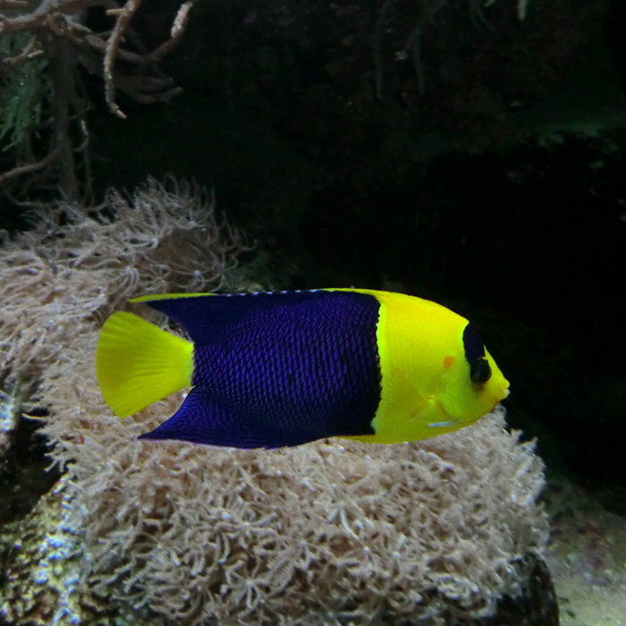 Blaugelber Zwergkaiserfisch im Wuppertaler Zoo im Dezember 2012