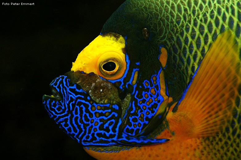 Gelbmasken-Kaiserfisch im Zoologischen Garten Wuppertal im August 2005 (Foto Peter Emmert)