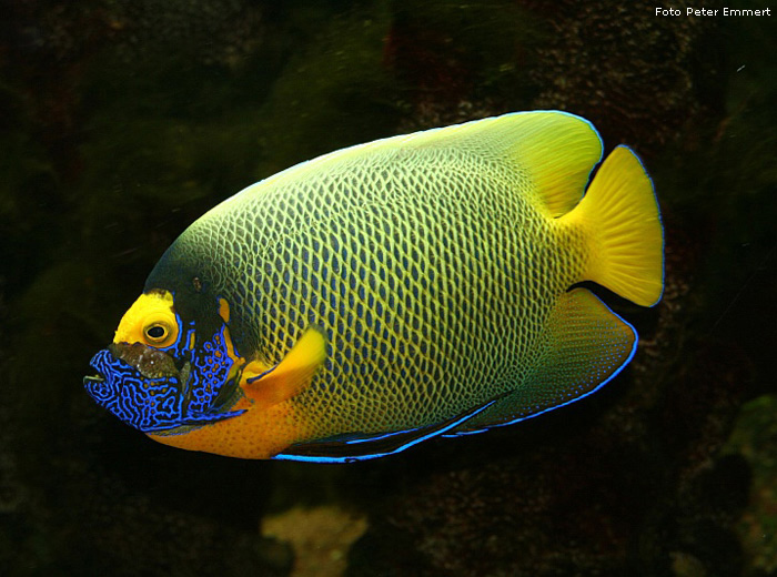 Gelbmasken-Kaiserfisch im Wuppertaler Zoo im August 2005 (Foto Peter Emmert)