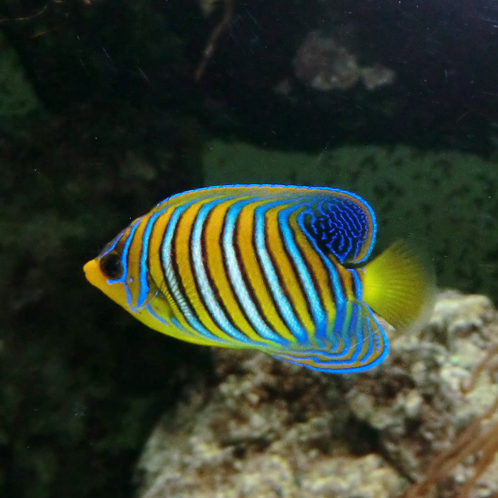 Pfauen-Kaiserfisch im Wuppertaler Zoo im Dezember 2012