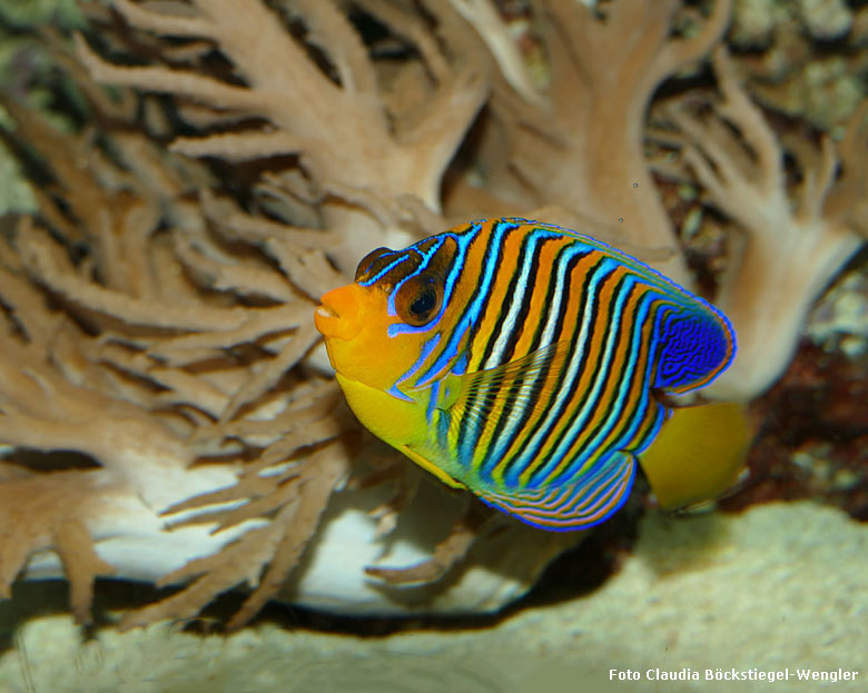 Pfauen-Kaiserfisch am 6. Januar 2018 im Aquarium im Grünen Zoo Wuppertal (Foto Claudia Böckstiegel-Wengler)