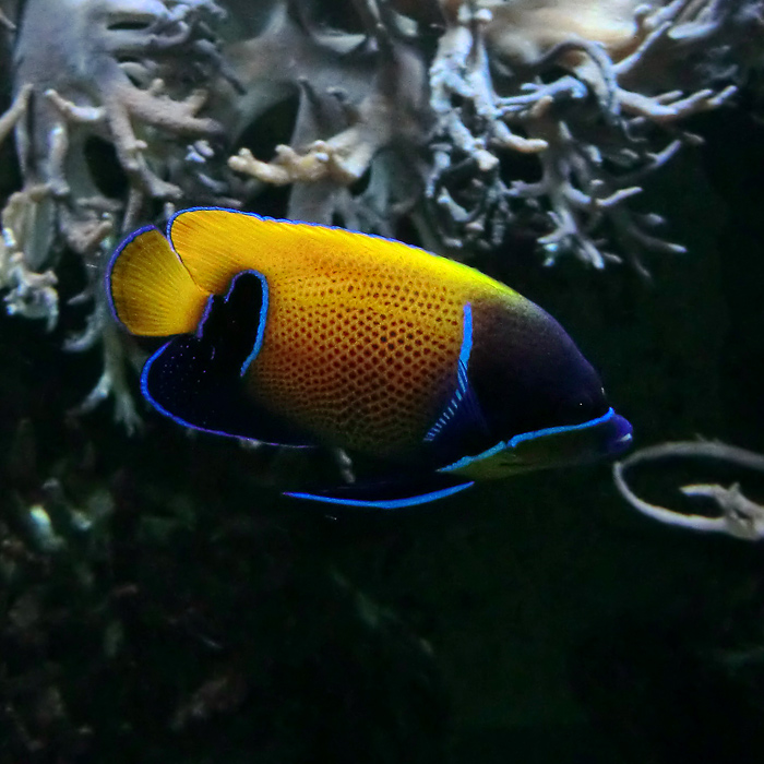 Traumkaiserfisch im Wuppertaler Zoo im Dezember 2012